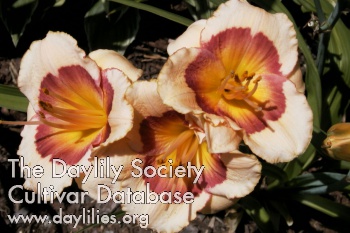 Daylily Small Tempest